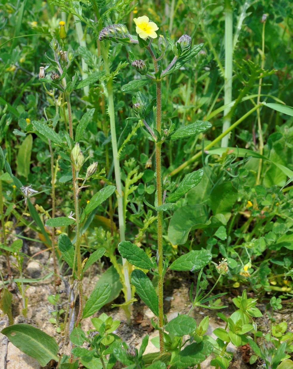 Image of Helianthemum salicifolium specimen.