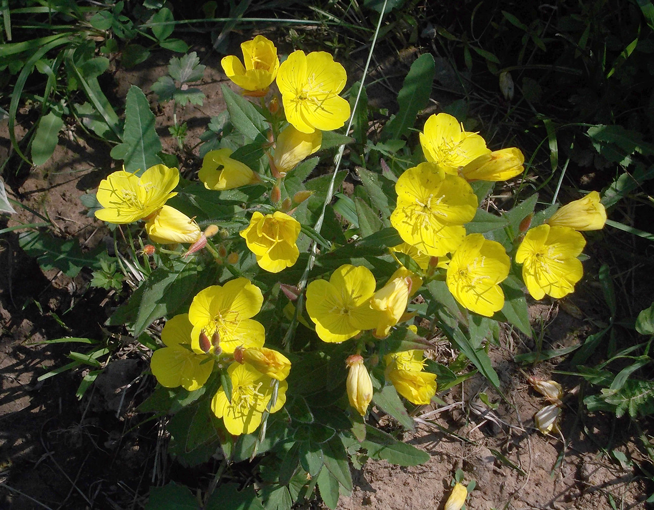 Image of Oenothera pilosella specimen.