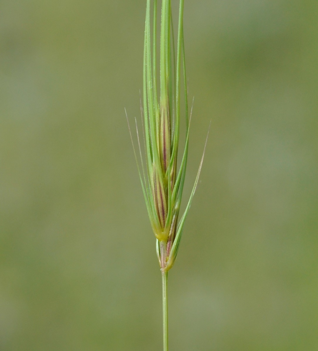 Изображение особи Taeniatherum asperum.