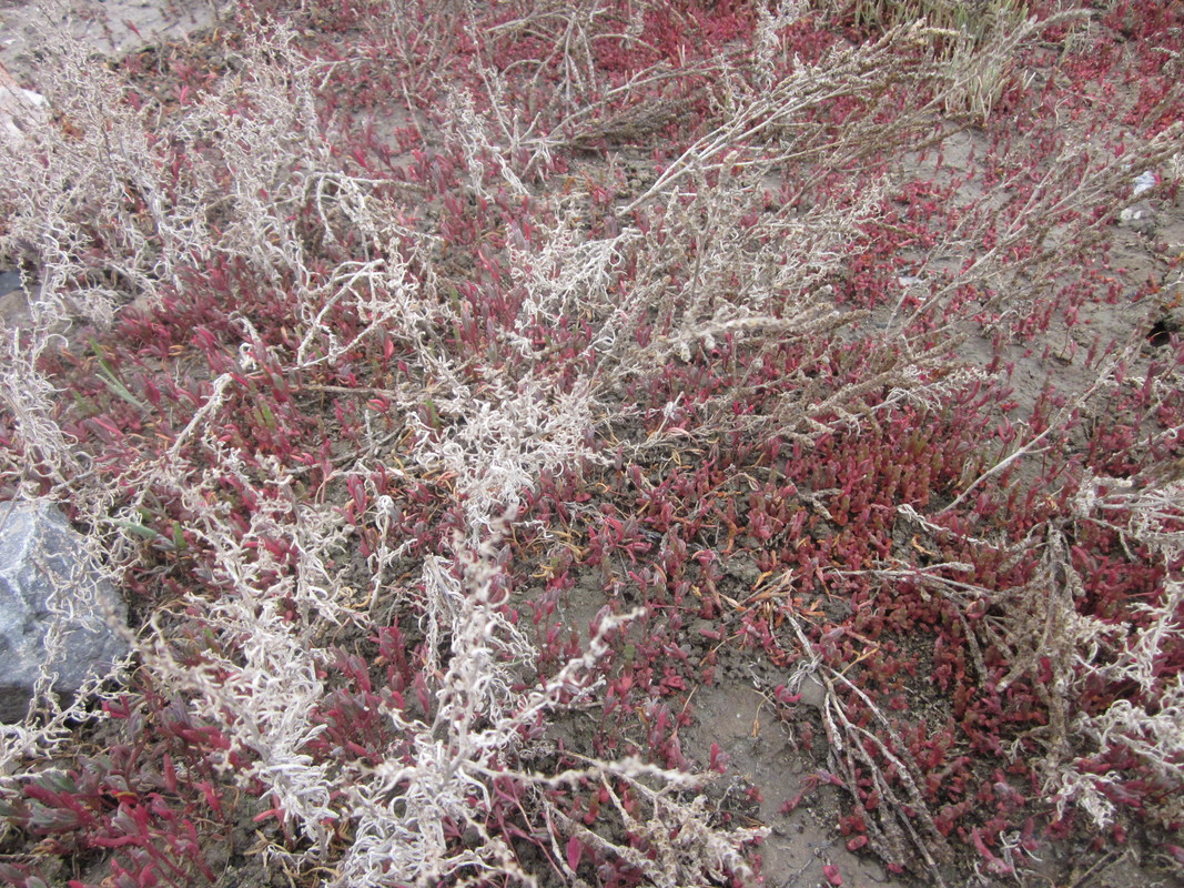 Image of Suaeda acuminata specimen.