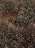 Cichorium endivia. Цветущее растение. Египет, мухафаза Матрух, окр. г. Эль-Дабаа, залежь. 26.04.2019.