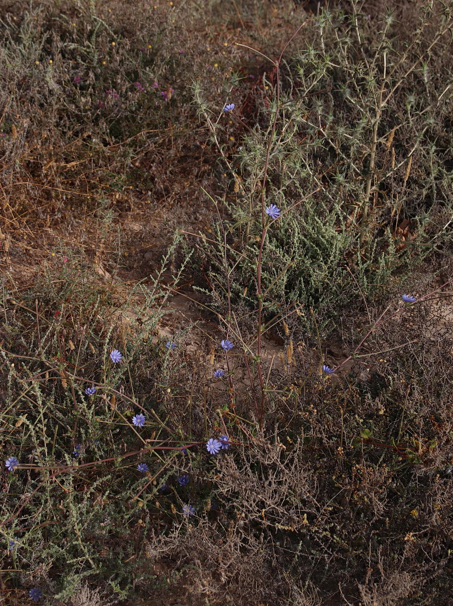 Image of Cichorium endivia specimen.