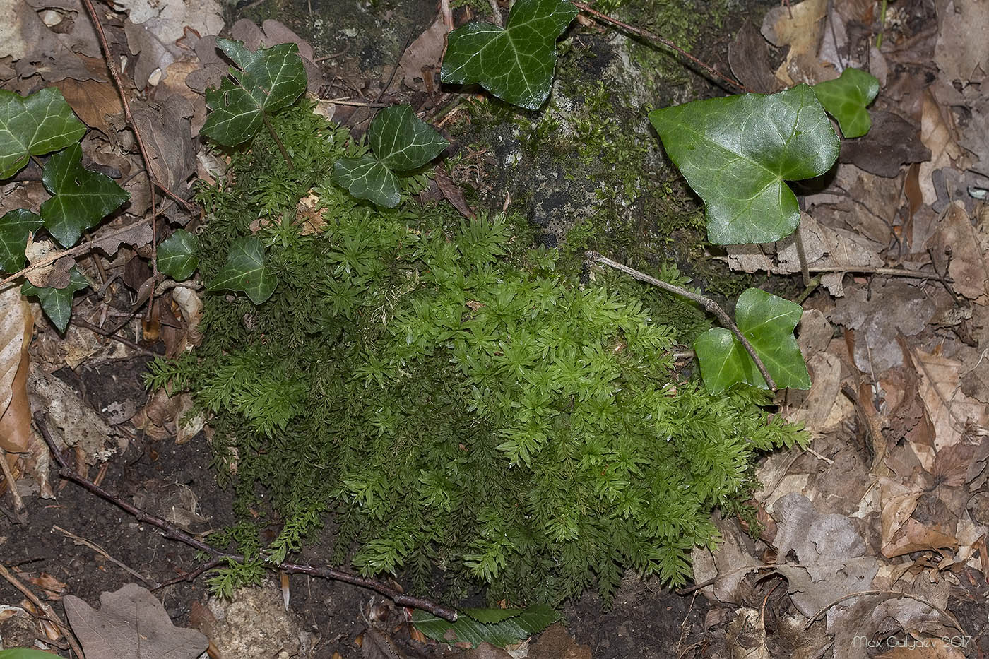 Image of Plagiomnium undulatum specimen.