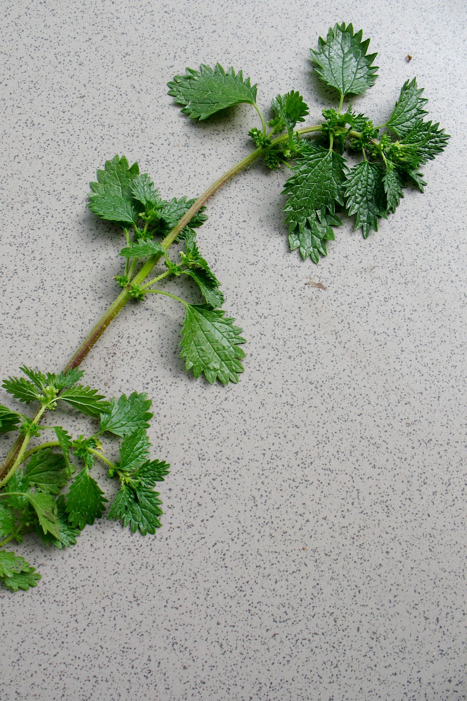 Image of Urtica urens specimen.