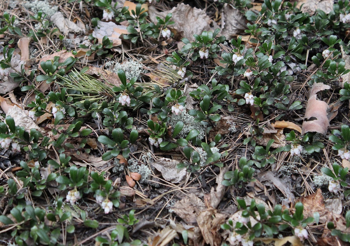 Изображение особи Arctostaphylos uva-ursi.