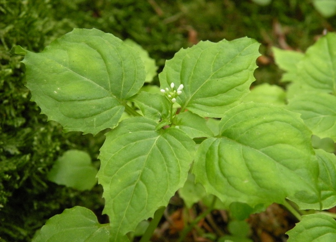 Изображение особи Circaea alpina.