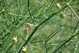 Asparagus brachyphyllus