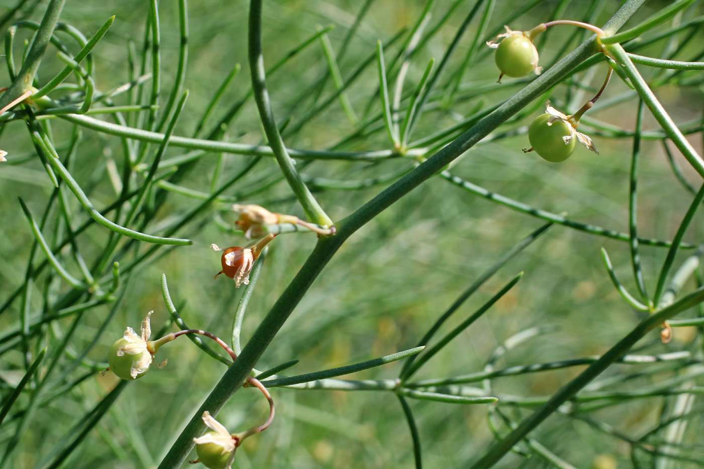 Изображение особи Asparagus brachyphyllus.