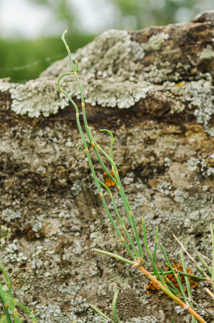 Image of Ephedra distachya specimen.