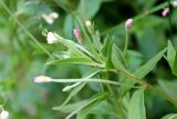 Epilobium tetragonum