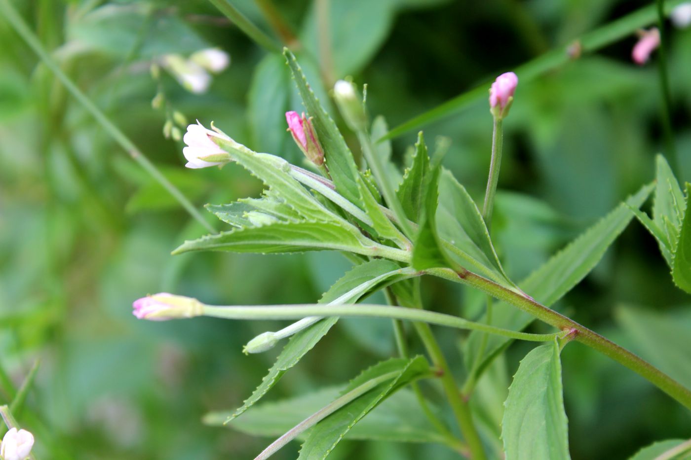 Image of Epilobium tetragonum specimen.