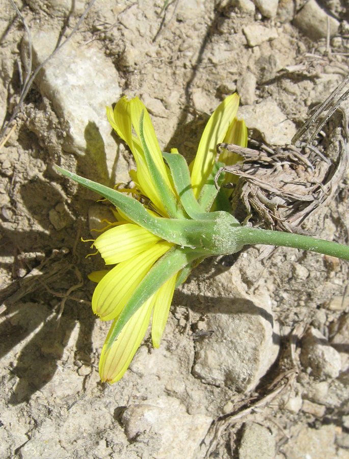 Изображение особи род Tragopogon.