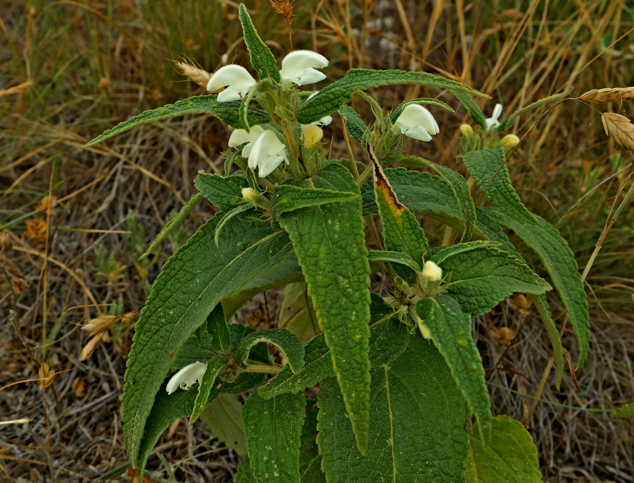 Image of Phlomis pungens specimen.