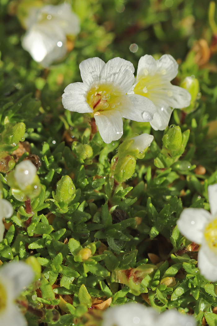 Image of Minuartia imbricata specimen.