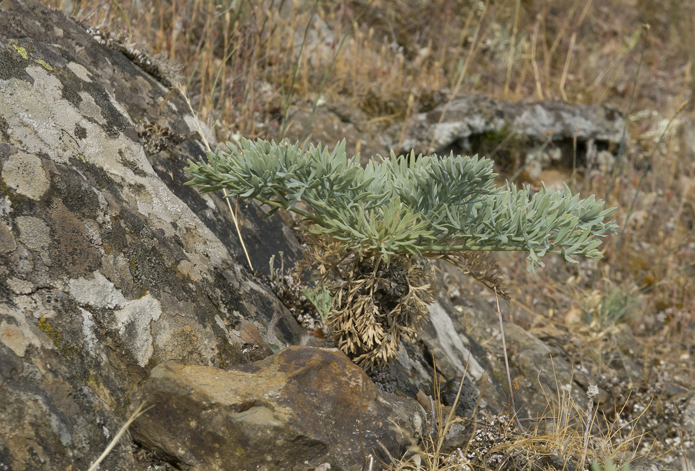 Image of Seseli gummiferum specimen.