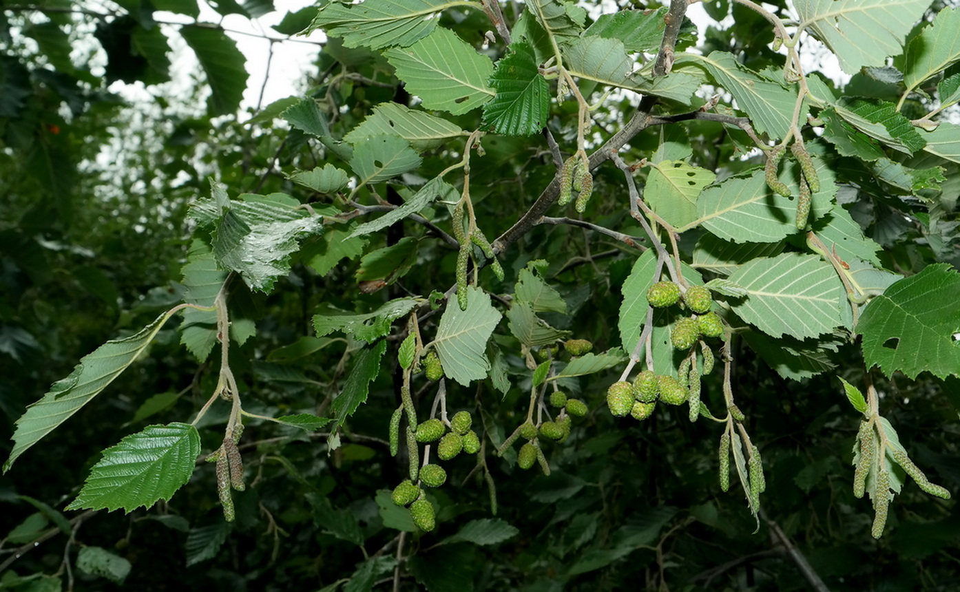 Image of Alnus incana specimen.