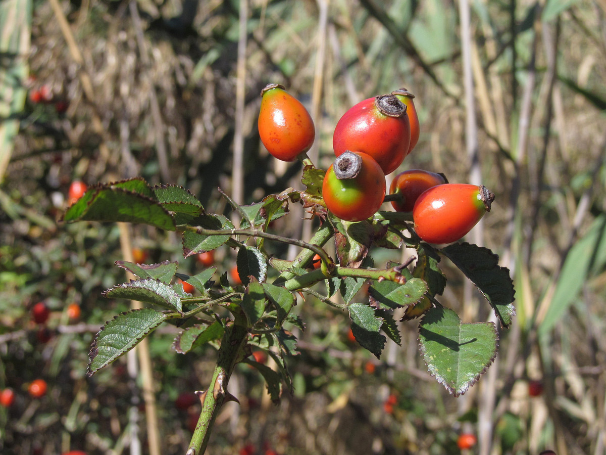 Image of Rosa canina specimen.