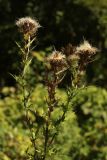 Cirsium serrulatum