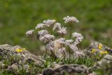 Valeriana saxicola. Цветущие растения. Краснодарский край, Мостовский р-н, окр. пос. Узловой, ю.-в. склон горы Асбестная, на скалах. 15.06.2019.