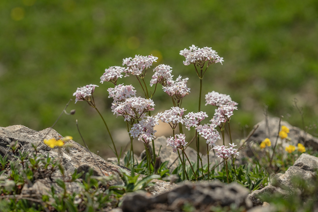 Изображение особи Valeriana saxicola.