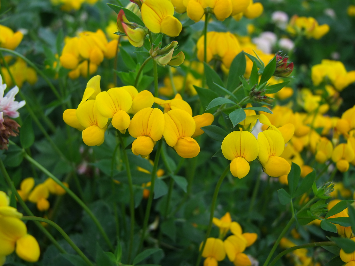 Изображение особи Lotus corniculatus.