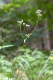 Erigeron annuus