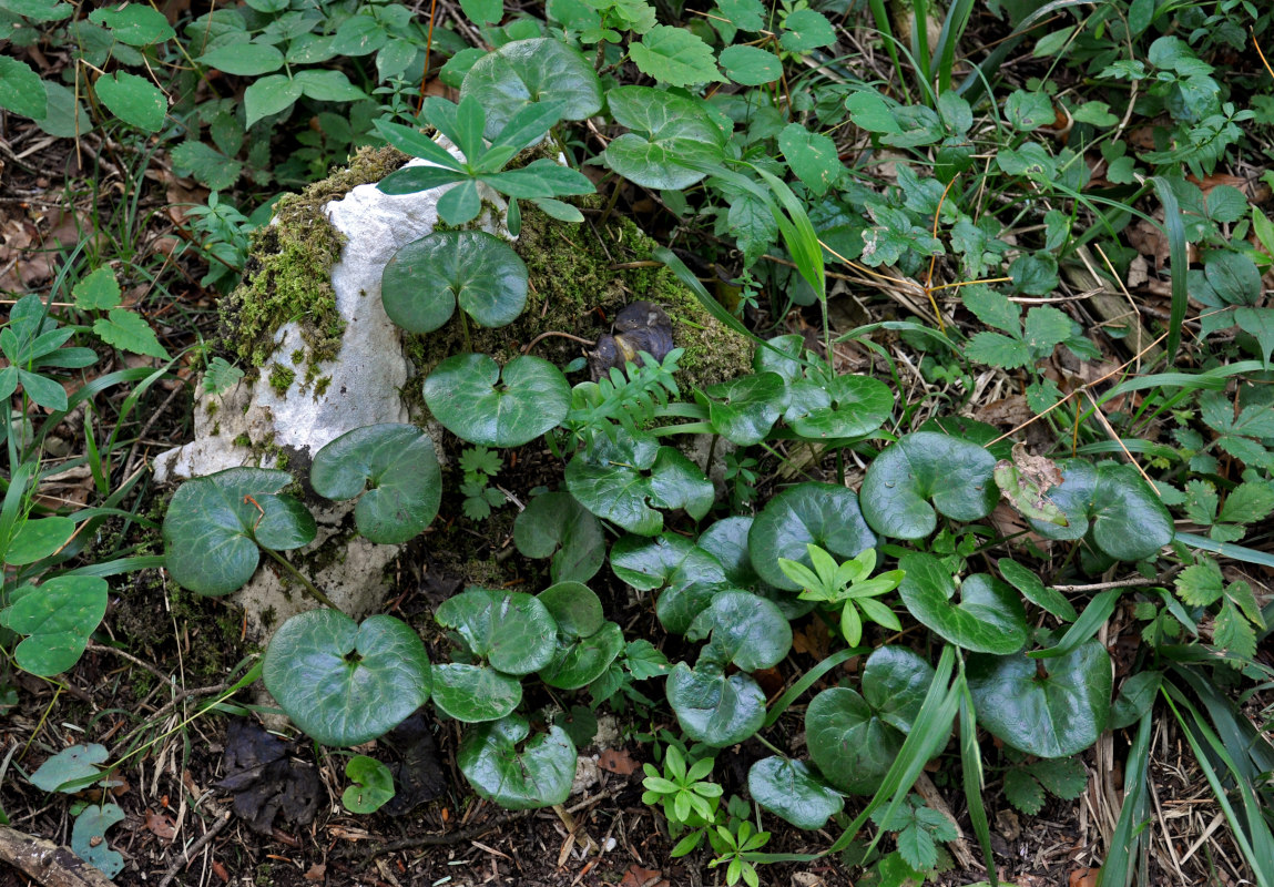 Изображение особи Asarum europaeum.