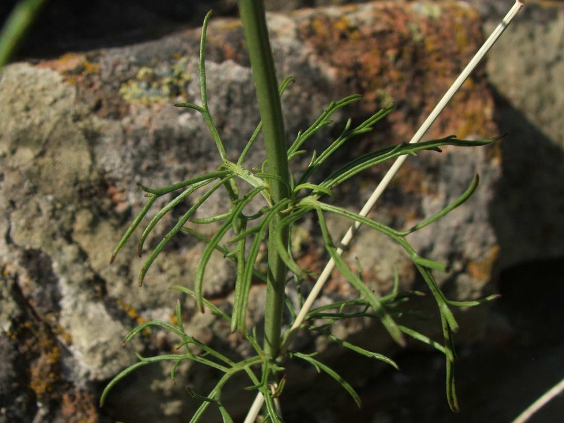 Изображение особи Stachys angustifolia.