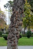 Gleditsia triacanthos. Часть ствола дерева. Азербайджан, г. Баку, в городском озеленении. 4 декабря 2019 г.