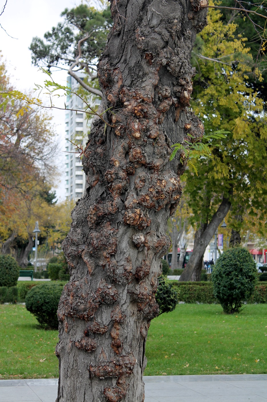 Изображение особи Gleditsia triacanthos.