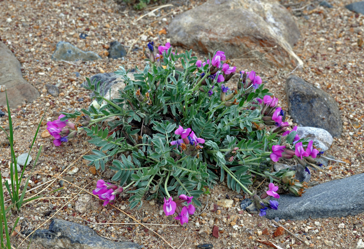 Изображение особи Oxytropis tragacanthoides.