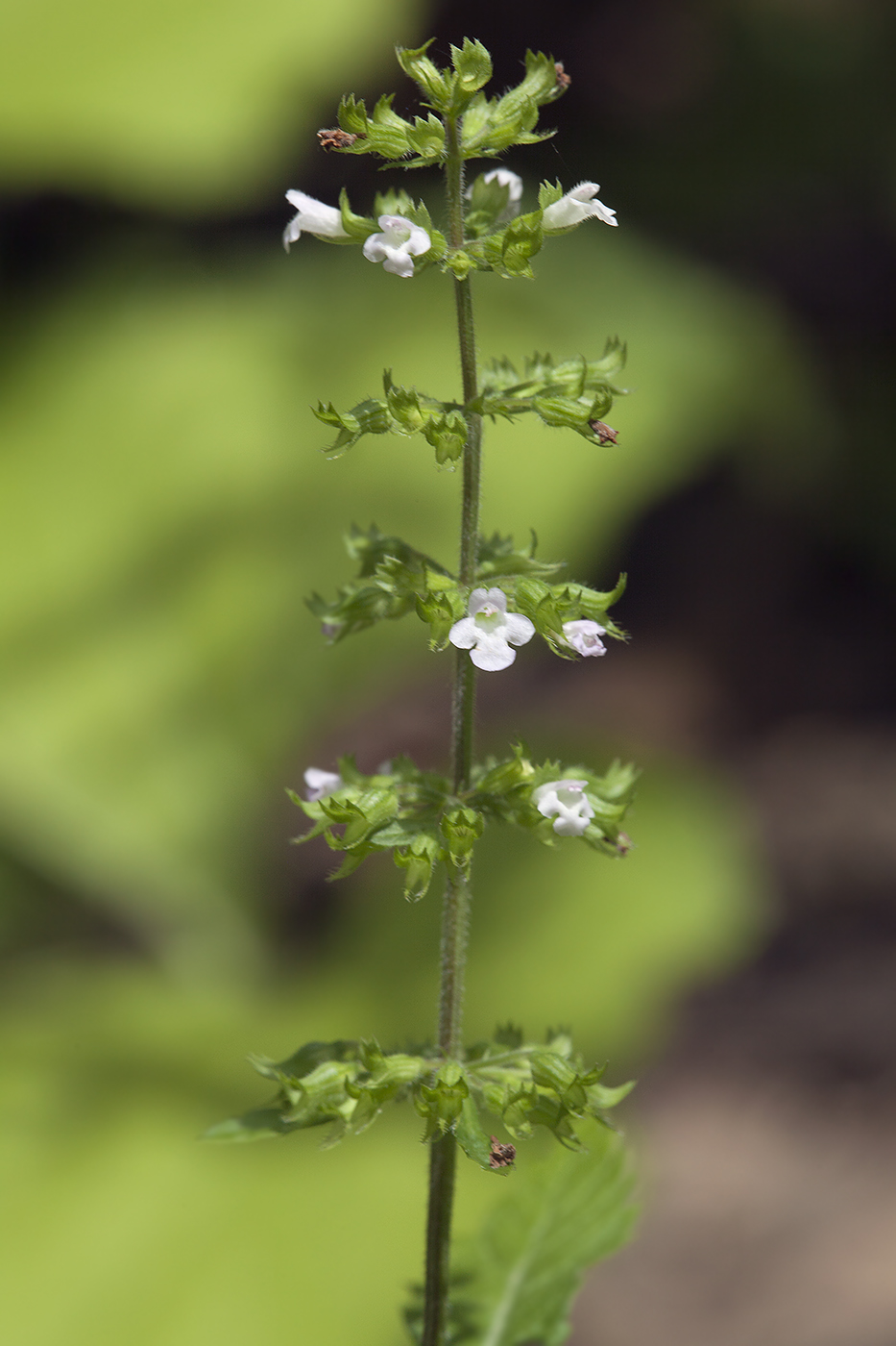 Image of Clinopodium sachalinense specimen.