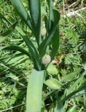 Allium amblyophyllum