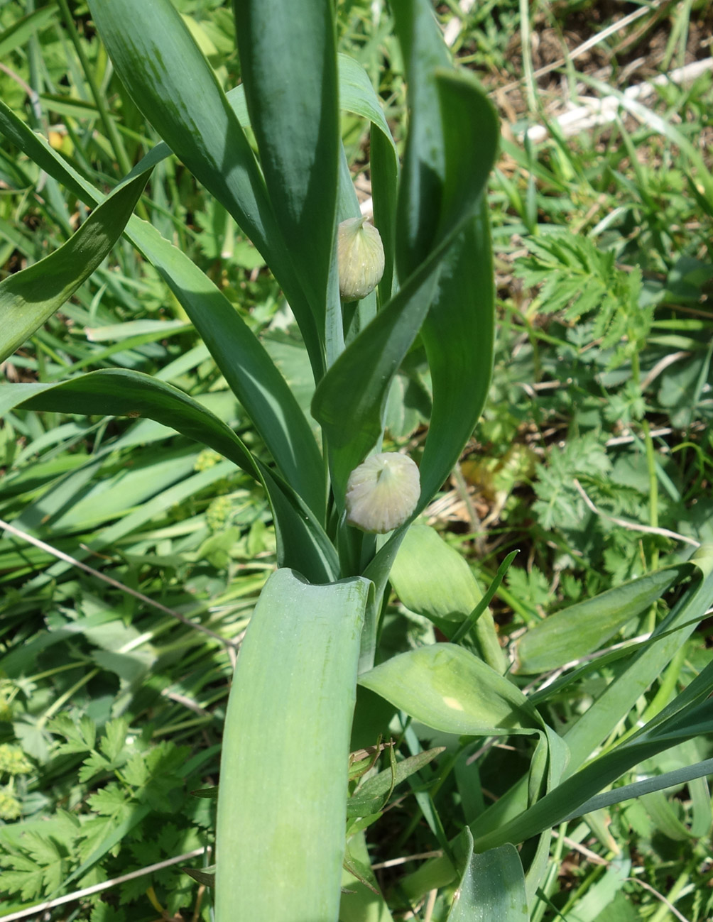 Image of Allium amblyophyllum specimen.