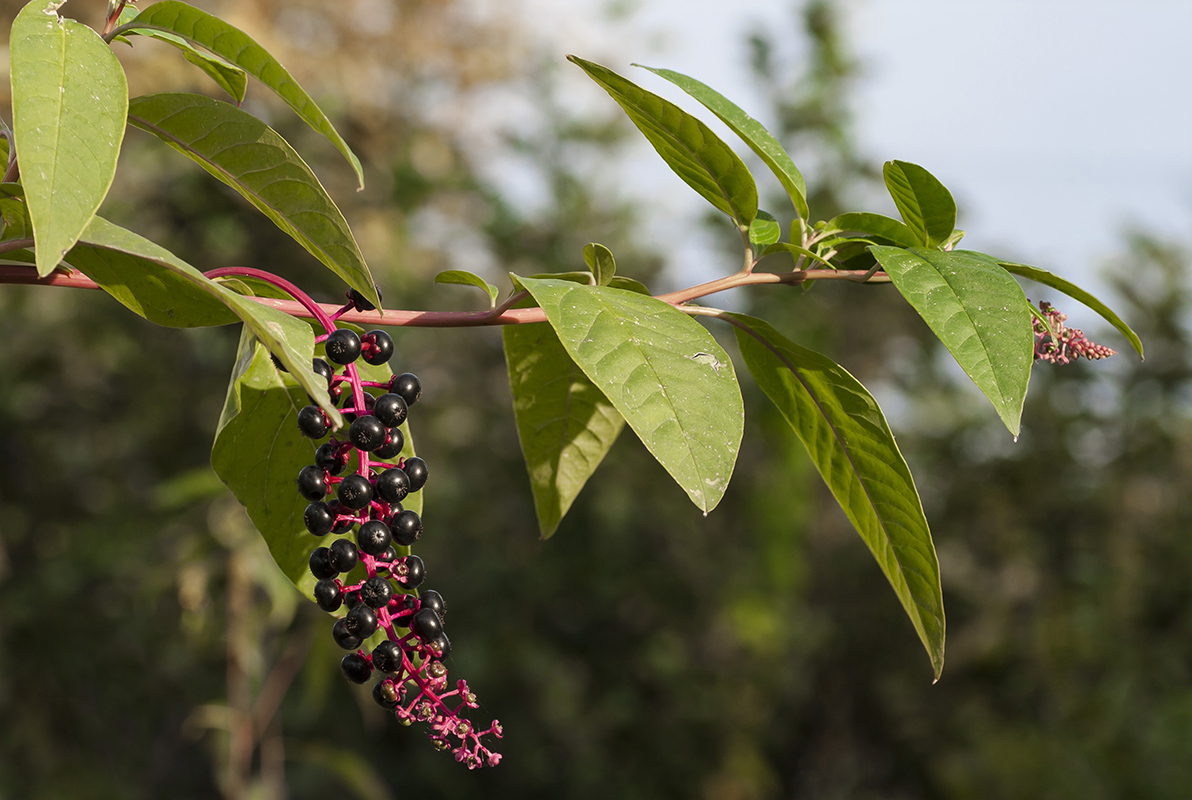 Image of Phytolacca americana specimen.