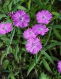 Dianthus chinensis