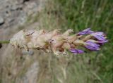 Astragalus schrenkianus