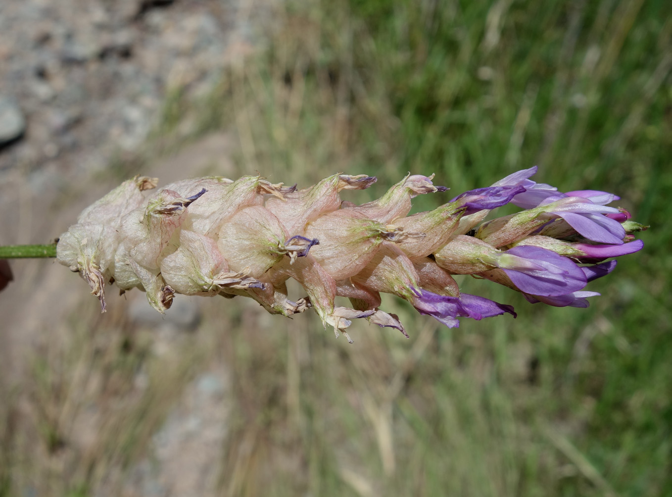 Image of Astragalus schrenkianus specimen.