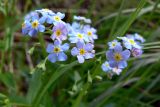 Myosotis palustris. Верхушка цветущего растения. Свердловская обл., окр. г. Североуральск, перевал через хребет Еловая Грива, берег ручья вдоль дороги, смешанный лес. 29.06.2010.