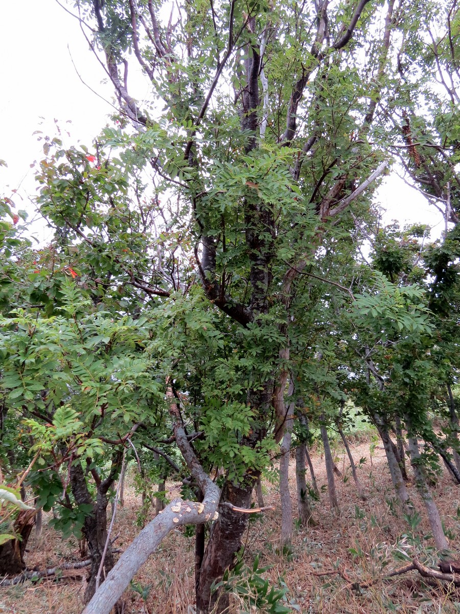 Image of Sorbus commixta specimen.