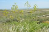 Ferula songarica