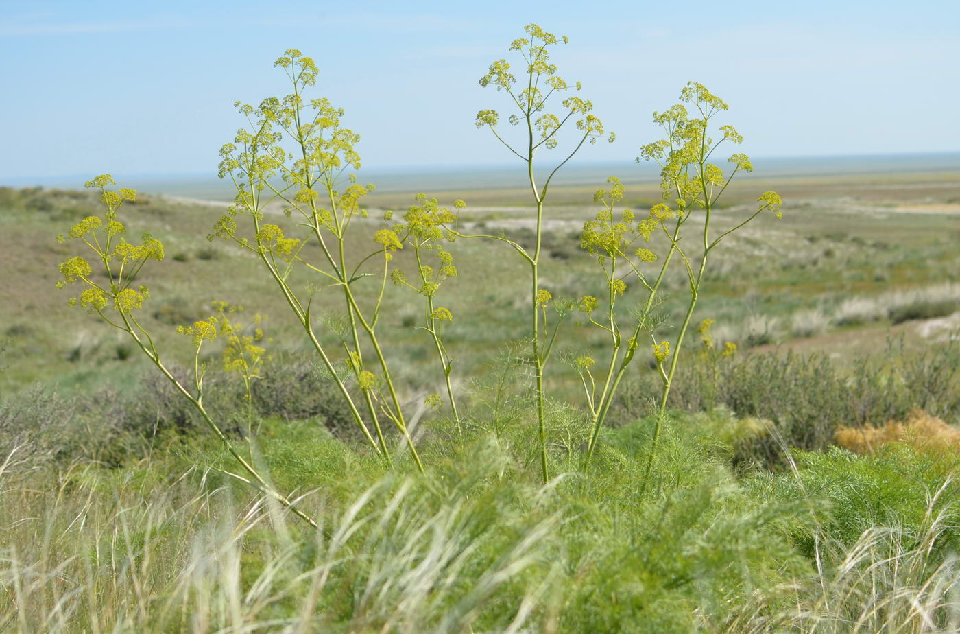 Image of Ferula songarica specimen.