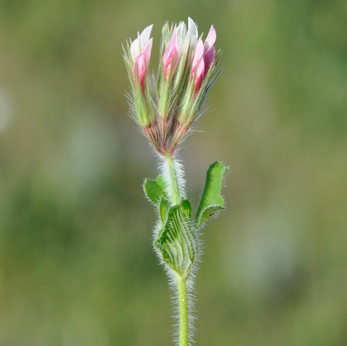 Image of Trifolium stellatum specimen.