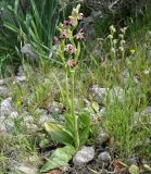 Ophrys umbilicata