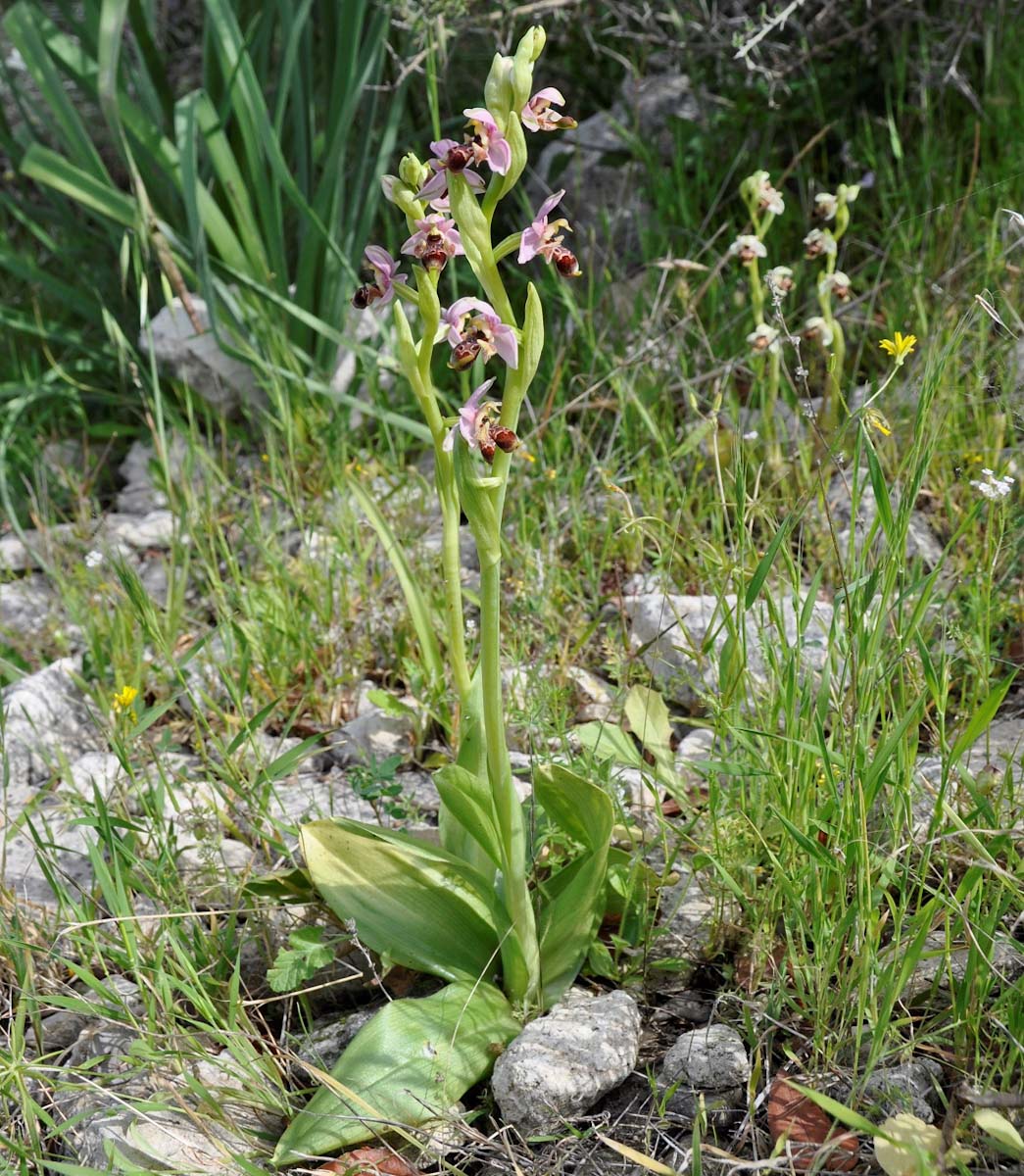 Изображение особи Ophrys umbilicata.