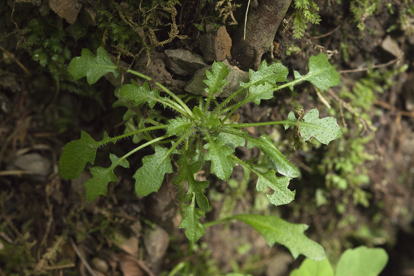 Изображение особи Arabidopsis lyrata.