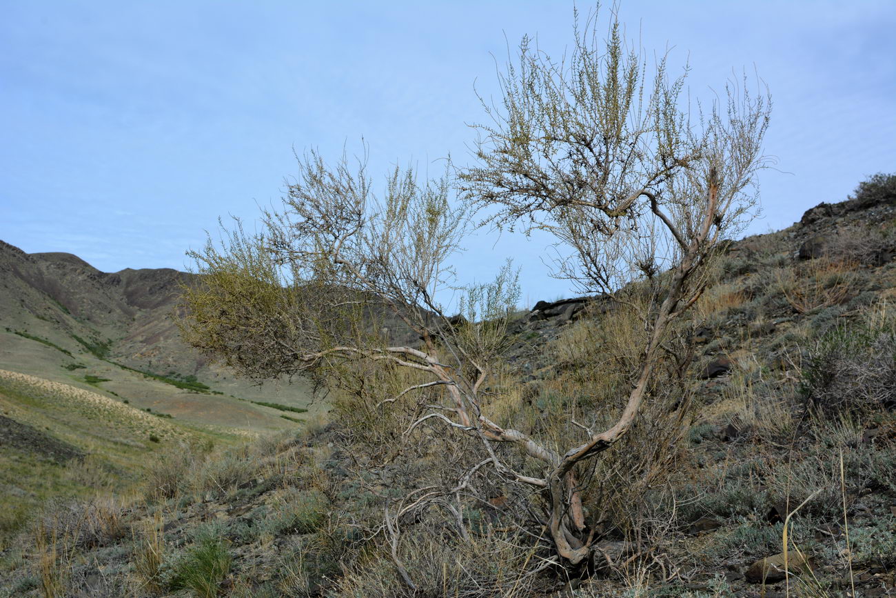 Image of Haloxylon ammodendron specimen.