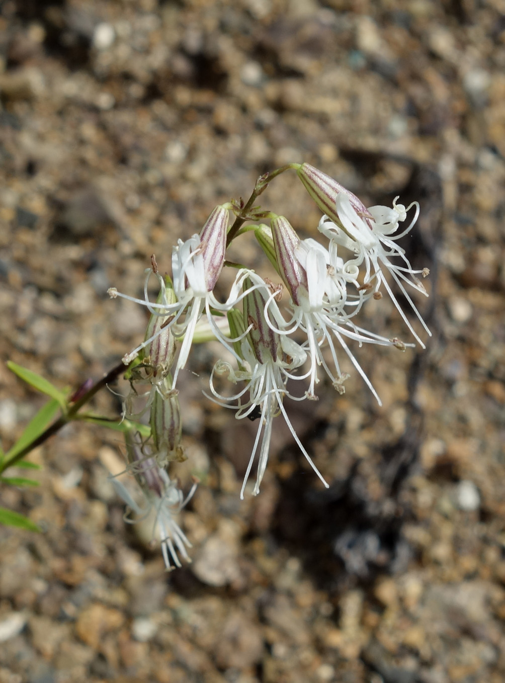 Image of Silene foliosa specimen.