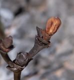 Image of taxon representative. Author is Татьяна Мальчинская