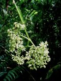 Begonia glabra